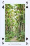 Towering Fan Palms